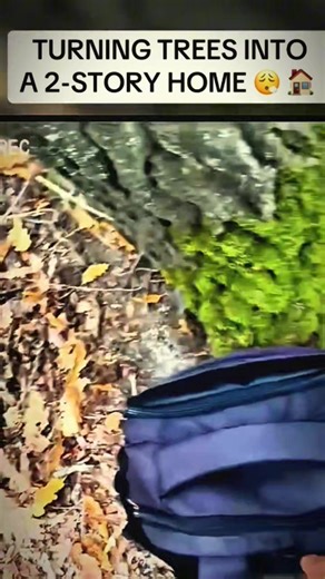 6.3K views · 56 reactions | Turning trees into A 2 - story home #fyp #forest #campinglife #shelter #home #usa #camping #viralvideochallenge | My home | Facebook