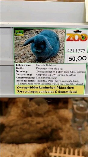 Was kostet ein Zwerg Widder Kaninchen? 50 Euro. Sind die Honey Bunnies süß