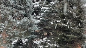 19K views · 1.3K reactions | Calm. Peaceful. Serenity. Snur. Made me forget I had to go pee 殺 | Denver & Front Range Weather | Facebook