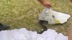 Carpet python captured after biting man and his two dogs.