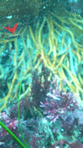 Macrocystis Pyrifera AKA the Giant Kelp. This is the largest brown algae in the world. It is not a plant. Algae is a protist, aka stramenopiles or heterkonts. Science words are cool 😎 . . #zachsscubashack #macrocystispyrifera #giantkelp #scubadiving | Zach's Scuba Shack