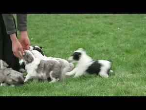 Atlee Nisley's Mini Aussiedoodle Puppies
