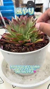 [Air Circulation] How to Grow Strong and Healthy Succulents💖 You Might Struggle If You Don't Know...