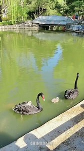 #OneMoment Check out this adorable swan family! These hatchlings are lucky to have such doting parents. | China Daily