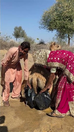 مشهد غريب في الصحراء.. سقط أنبوب الماء من الجمل#desertlife #farming #animals