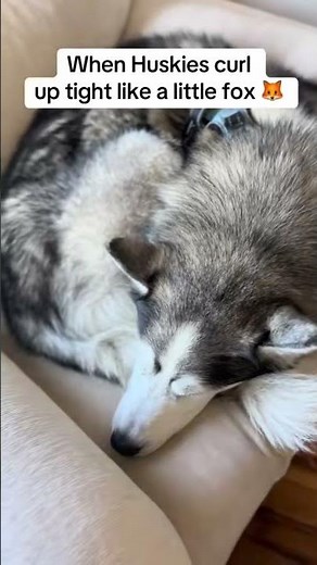 Why Huskies Curl Up Like a Fox 🐺❄️ | Husky Sleep Facts