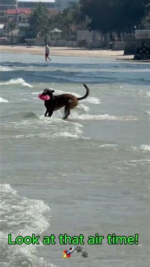 Our Malinois. Incredible Beach Jump! 🌊🐕 Belgian Malinois Athle #germanshepherd #malinois #rescuedog