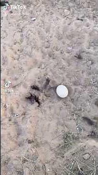 ostrich ayya ayya.... stealing egg dance