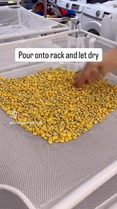5.1K views · 56 reactions | Curious about our corn cleaning process? Here’s a sneak peek of what goes on behinds the scenes  | Discovery Center Museum | Facebook