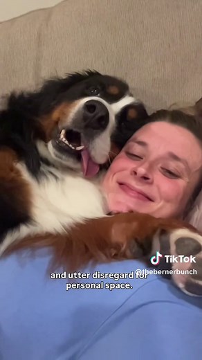 Bernese Mountain Dog: Majestic, Clumsy, and Lovably Loyal