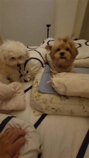 nacha sayang adek gk??? gkkk!! tp mau main juga sm adek #viral #nacha #maltipoo #reels #fyp
