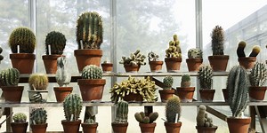 The 10 Best Types of Cactus Plants You Can Grow at Home