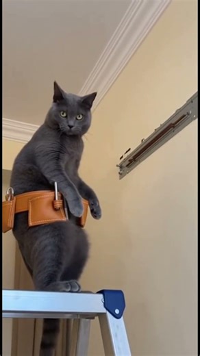 Cat Installs AC Unit - Completely Wrong! 🐱❄️🔧😅