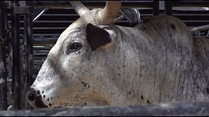 How Colonial Life Arena turned into a professional bull riding arena