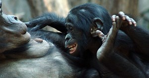 Chez les bonobos, les femelles prennent le pouvoir sur les mâles grâce à la solidarité féminine