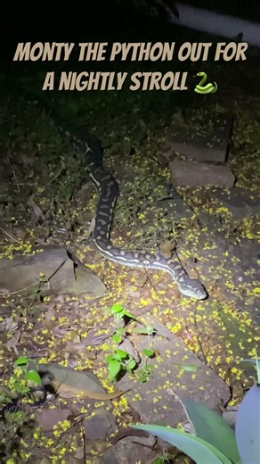 Monty the Python out for a nightly stroll! #wildlife #snake #python #prettylittlebaby #nature #cute