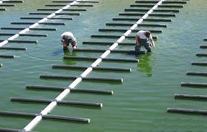 [Hot Item] EPDM/Silicone Bubble Air Diffuser with PVC Frame (500mm)