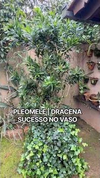 Song of India or Dracaena with English Ivy | Success in Pots