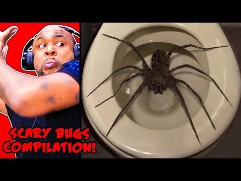 try not to get scared challenge HUGE BUG COMPILATION!!!