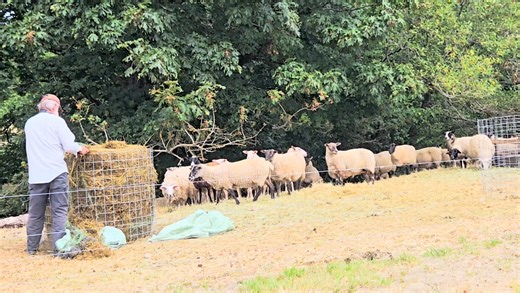 1.6K views · 33 reactions | Feeding silage, part 2. | Parry Bay Sheep Farm | Facebook