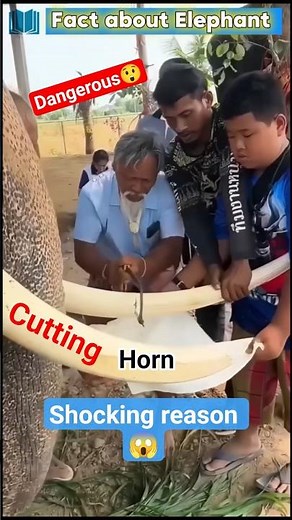 Cutting Elephant Tusks For This Reason | The Truth Will Shock You | #ElephantTusks | #ytshorts