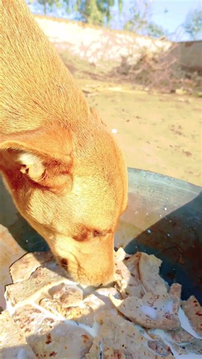 Desi Farm Dog Meal Time | Relaxing Village Life #farmanimals