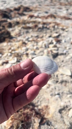 #spiritofqueen #seashells #seashelling #floridaartist #shellcrafts