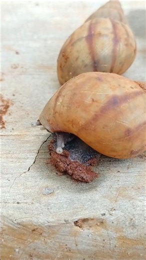 Tiger snail animal. #snail #shorts