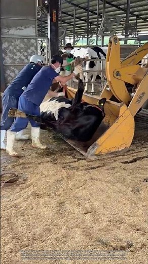 Why Farmers Use a Loader to Lift Injured Cattle #rurallife #livestocklife #farming