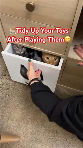 🐈Tidy Up Your Toys After Playing Them😆Cats Love Small & Dark Place😺#kitten #funny