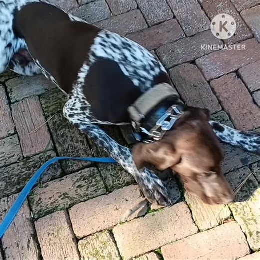 Deke gets some playtime time during our morning session. With the place command, picking up poop is so much easier. He doesn't try to play with me as I bend down! He waits patiently patiently, like a gentleman. #doggymanners #scoopthepoop #parketiquette #placecommand #dogwizardcolumbia #columbiadogwizard | The Dog Wizard Columbia | Facebook