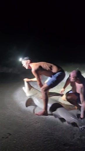 4.9K views · 24 reactions | A video showing anglers holding open the mouth of a lemon shark on a Florida beach has raised concerns about illegal fishing practices and the importance of respecting wildlife. Read more here: https://www.gulfcoastnewsnow.com/article/florida-shark-lemon-attack-video-safety/65823603 | Gulf Coast News | Facebook