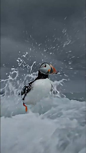 How Does the Atlantic Puffin Survive a North Atlantic Storm?