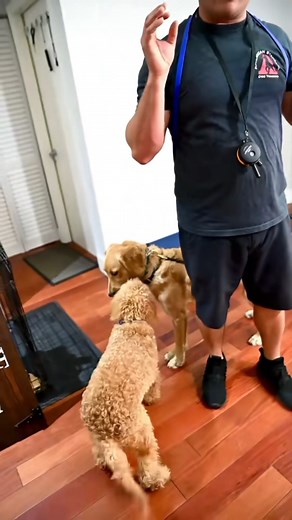 Power of Placeboard Part 1 #dog #doglover #dogtips #dogtrainingtricks #dogtraining #dogtrainer #fyp | Pet Dogs