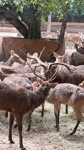 Deer #wildlife #deer #life #zoo #animals #love
