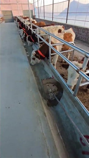 Automatic Cattle Watering System – Modern Farm Running Smoothly
