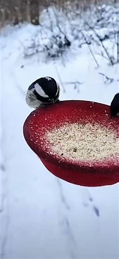 Feeding Birds in the Snow ❄️🐦 | Winter Birdwatch
