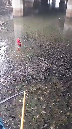 146M views · 454K reactions | #reels #fyp #fishing #fish | fishing vidio | Facebook