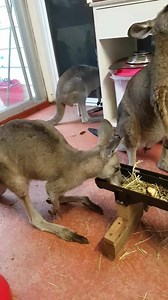 It's so sad to see how many people in our country just want to hate kangaroos. To find any excuse to consider them 'dumb', 'perverted', a pest, dangerous, and so on, so they can hate them. You only have to sit with them, observe without your prejudice, their gentleness, their kindness. It leaves my heart broken. I can't describe in words the magic, sheer magic of the kangaroo. They are grace personified. I just wish people could see who I see when I sit with them. Their whole world would change.