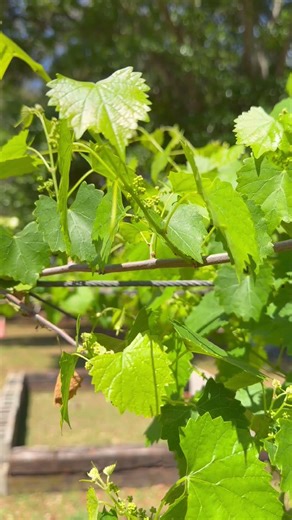 SO excited about these baby scuppernongs! #shorts #gardening #vines #growth #gardeningtherapy #love