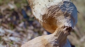 Recycling cellulose is an environmentally friendly process. Pulp and wood products. A tree gnawed by beavers and rodents. Tree damaged by beavers. Beaver gnaw tree (aspen).