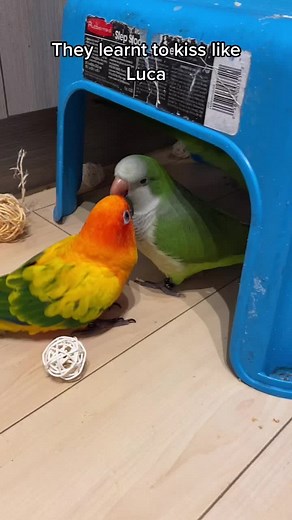 How Birds Show Affection: Kissing and Love Calls