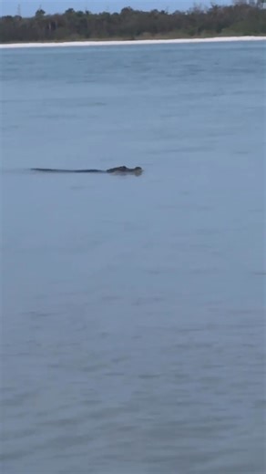 GATOR AT FLORIDA BEACH! 🐊👀 Check out this guy spotted in the Gulf swimming by Fort Myers Beach last night. Occasionally can happen! Credit: Mark H | Matt Devitt WINK Weather