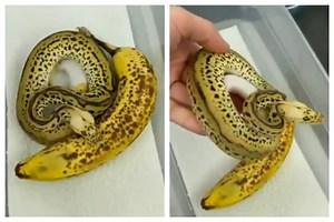 Viral Video: You Are A Genius If You Can Identify The Snake From The Banana At First Look | WATCH CAREFULLY
