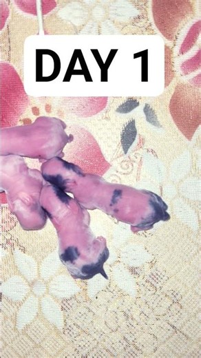 Day 1 evolution of baby rabbit#rabbit#cute#lovely#rabbitevolution#day1