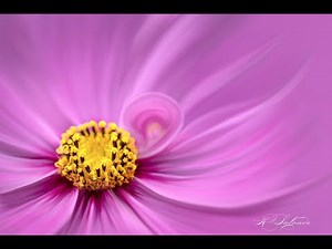 Learn to be a Floral Artist