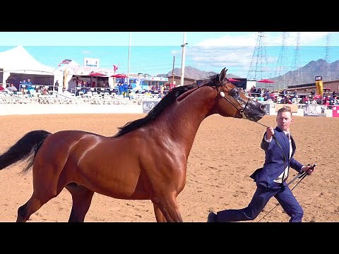 4-6 Year Old Arabian Horse Stallion Halter - Scottsdale Show!