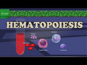 HEMATOPOIESIS or HEMOPOIESIS