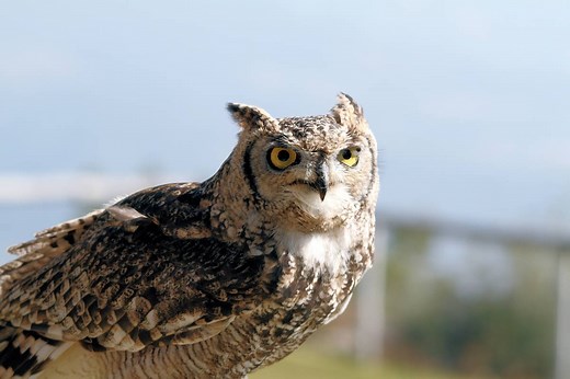 ▷ Búho » Características, Alimentación, Hábitat, Reproducción, Depredadores