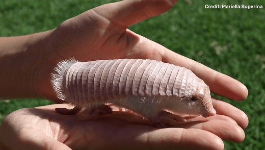 Pink Fairies: The World’s Smallest Armadillo Has A Unique Double Skin